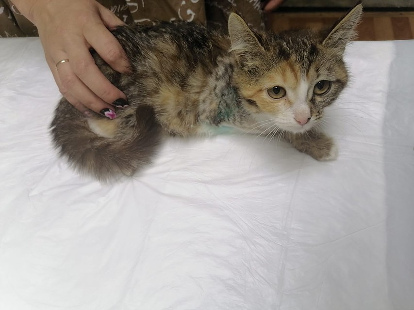 Кошка Умерла Фото